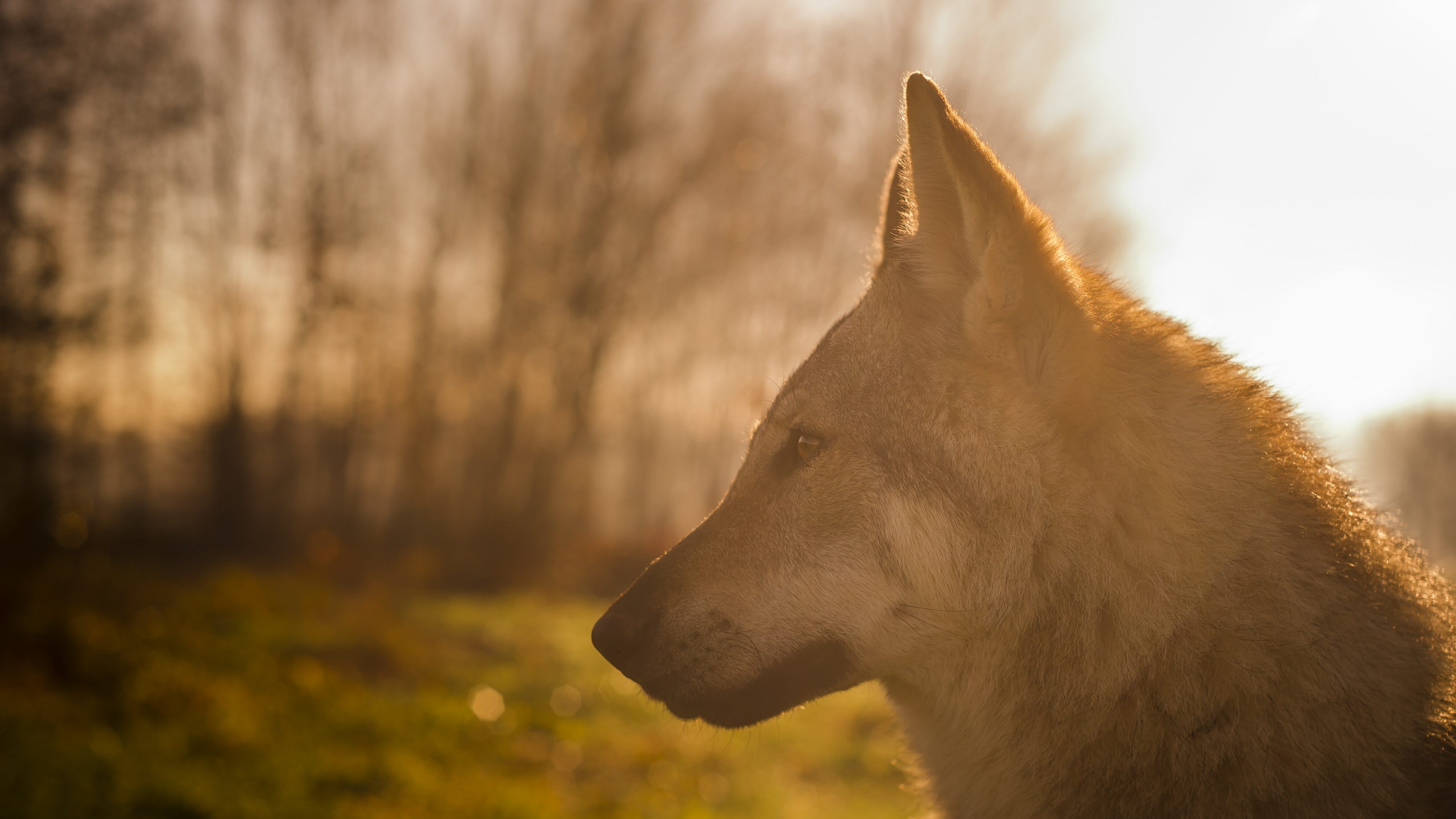 Grugliasco cane lupo cecoslovacco