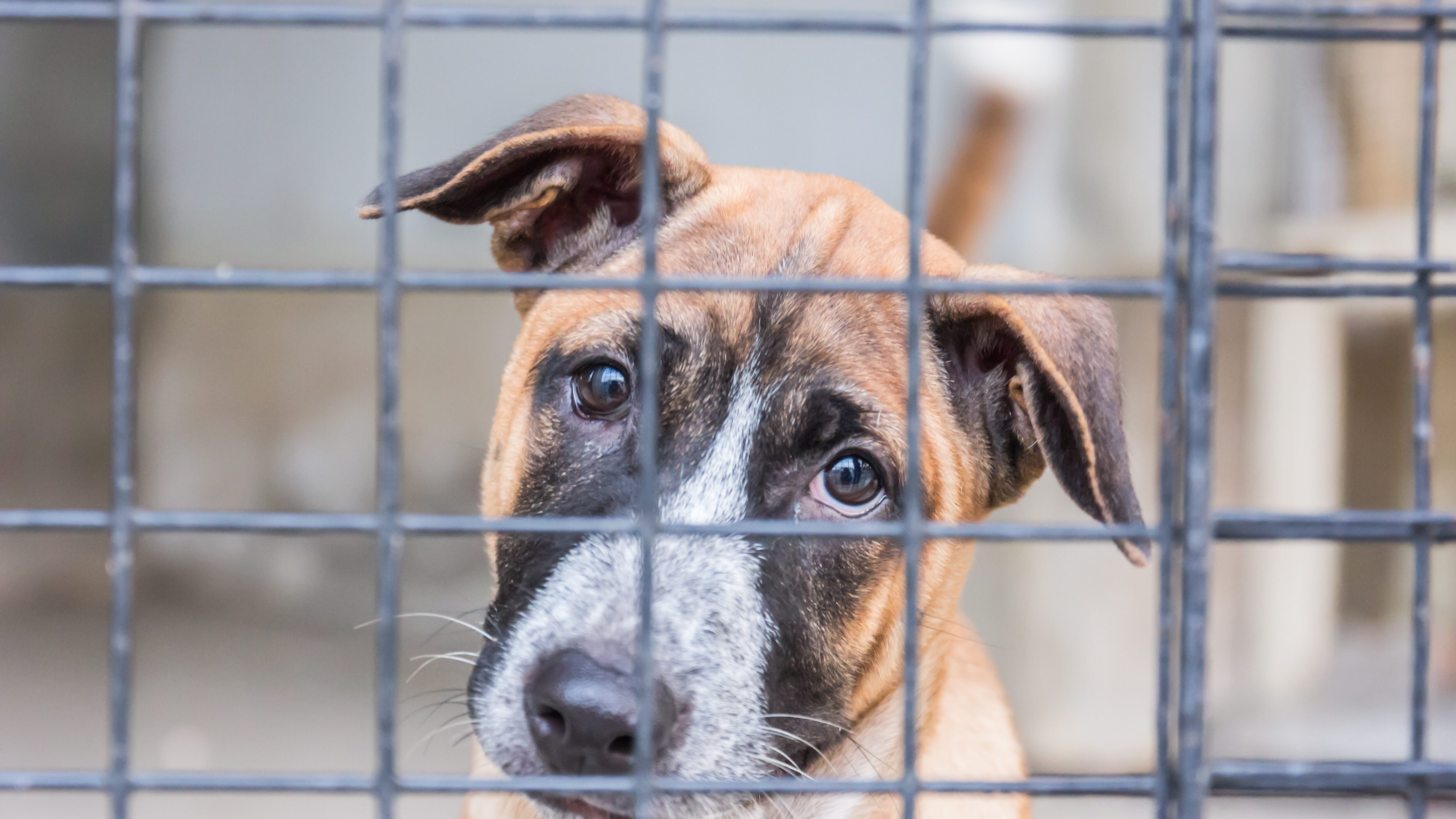 cani canile gragnano