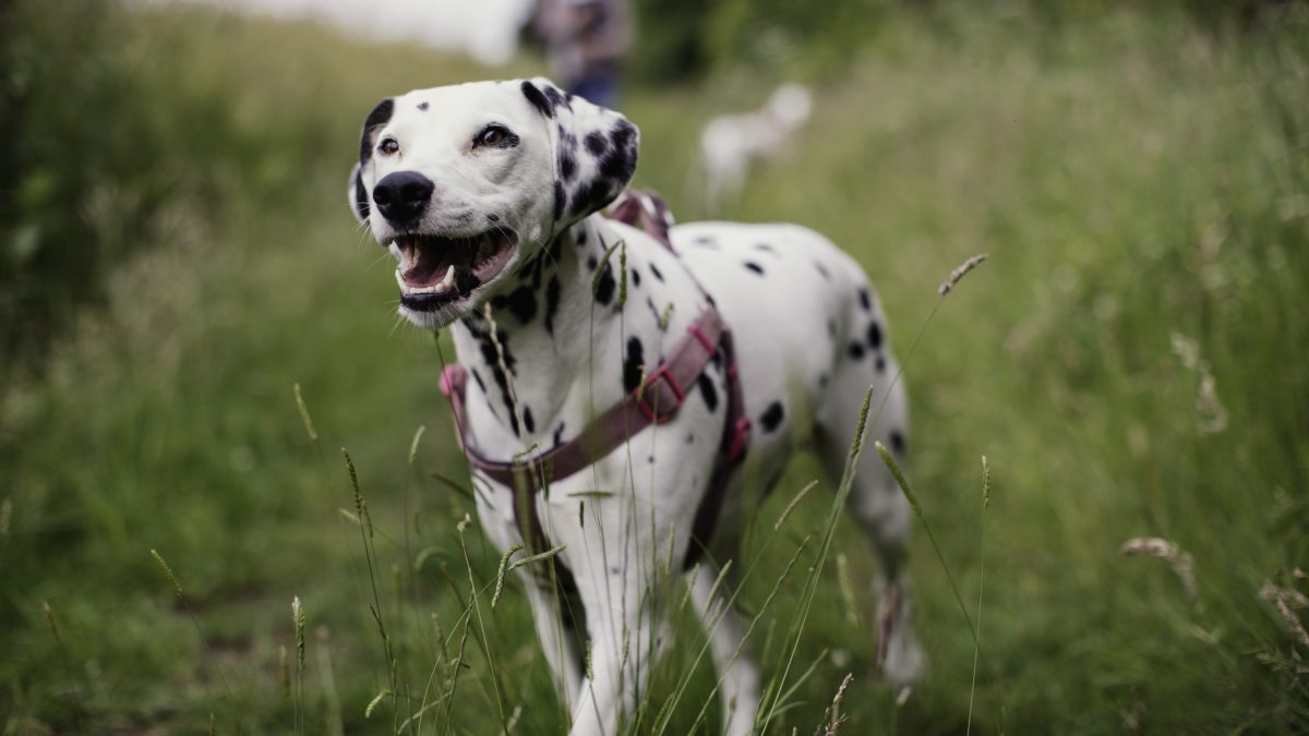 dalmata