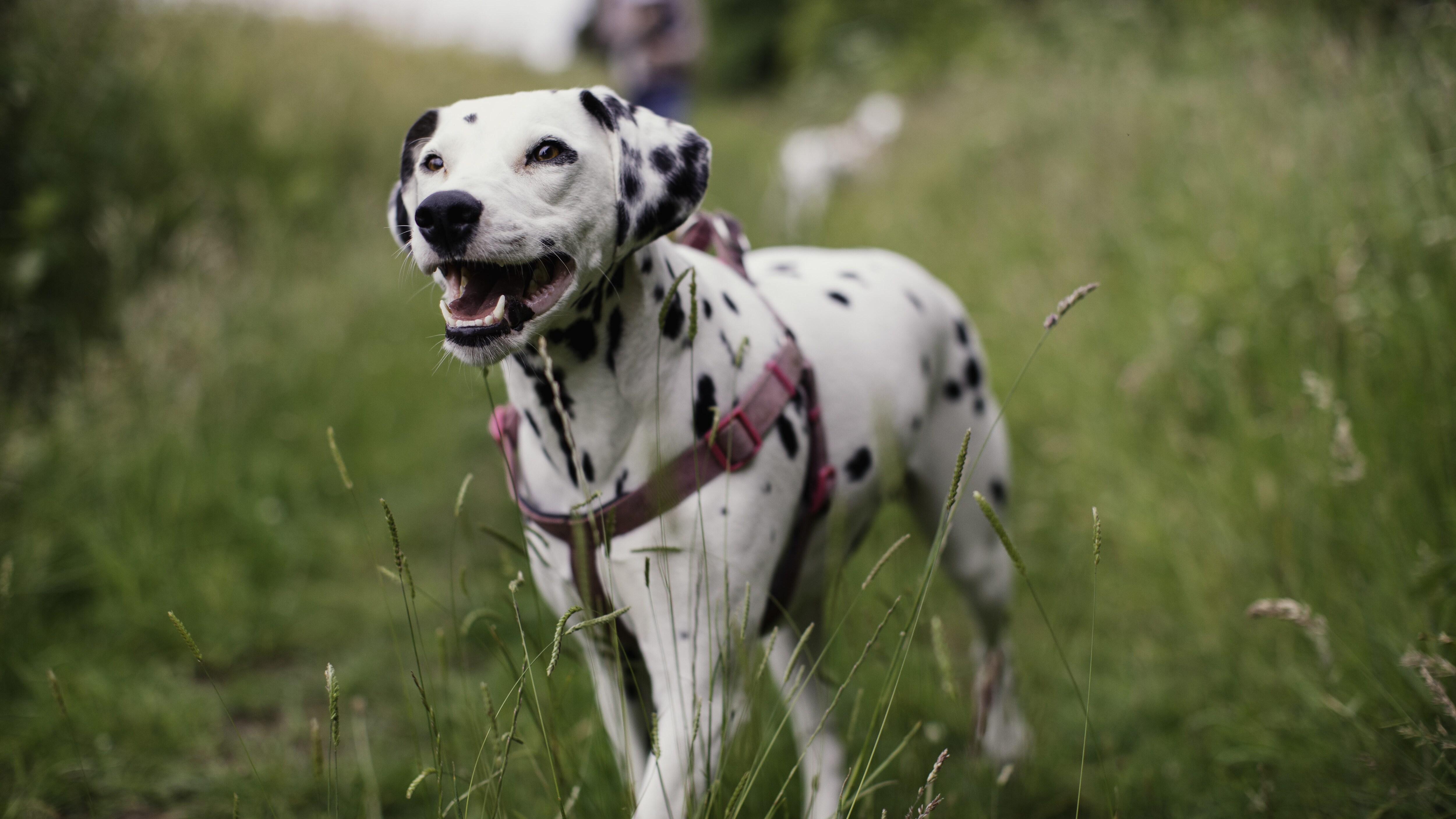 dalmata