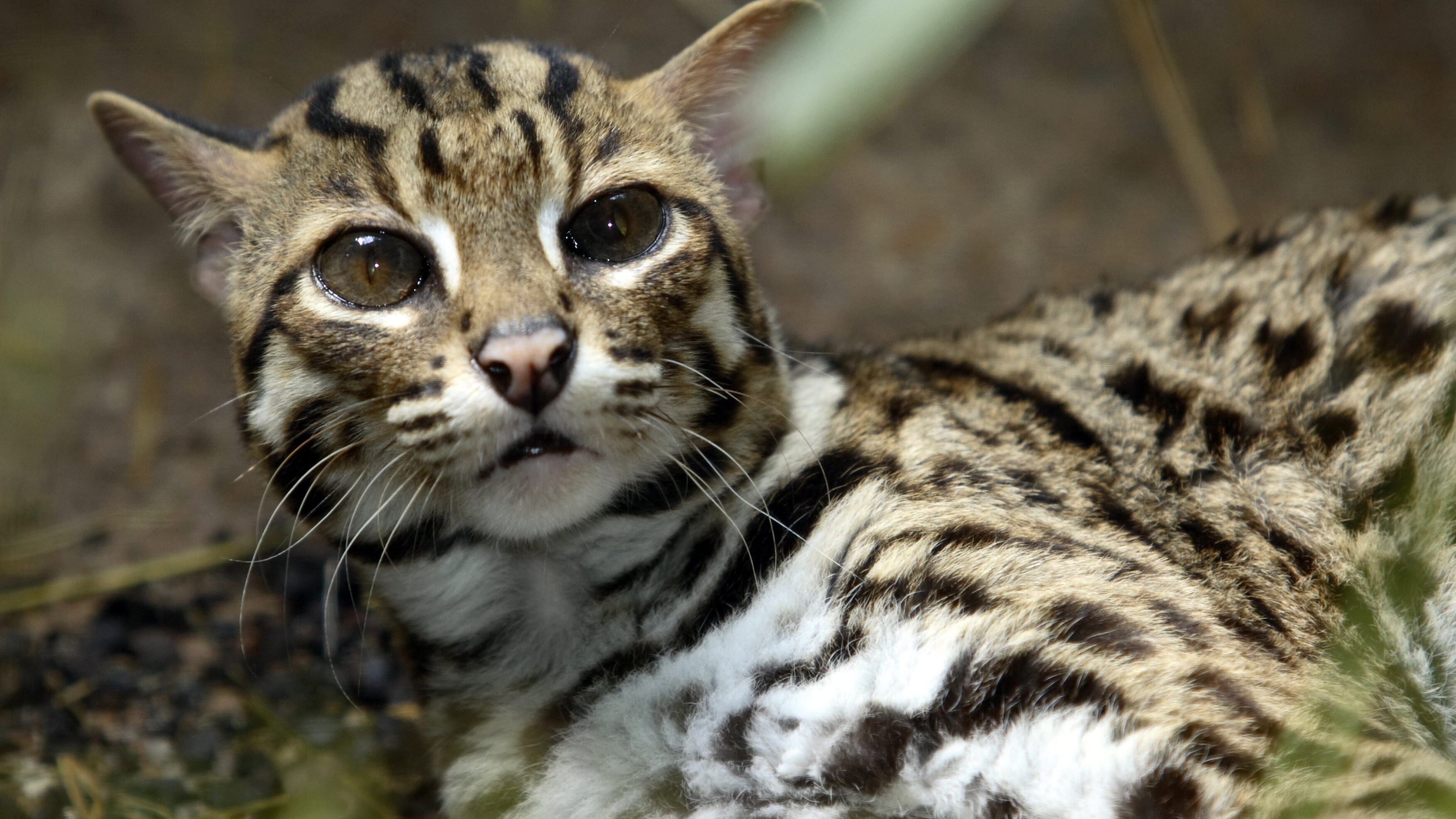 gatto leopardo