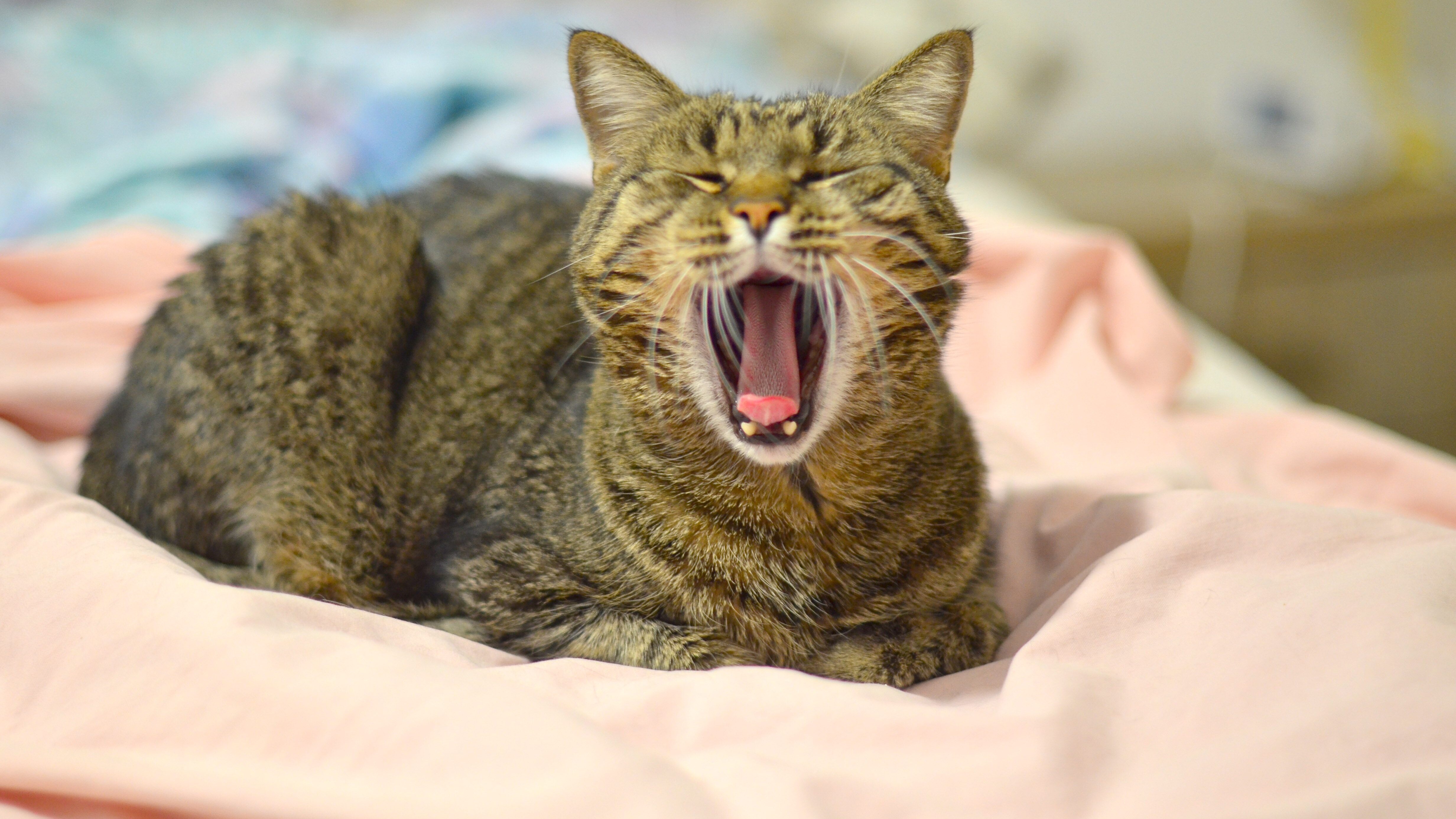 stomatite nel gatto