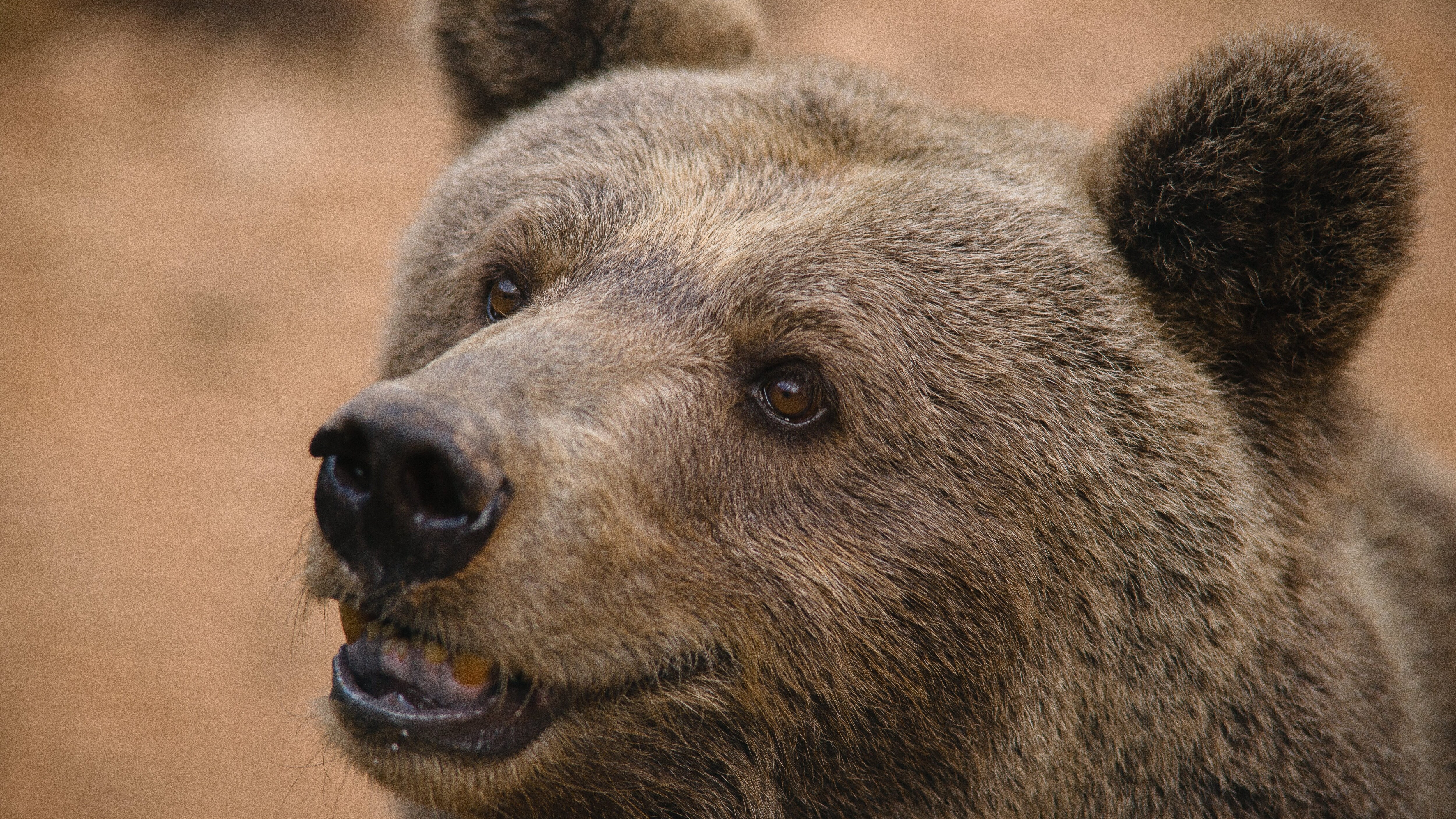 orso marsicano