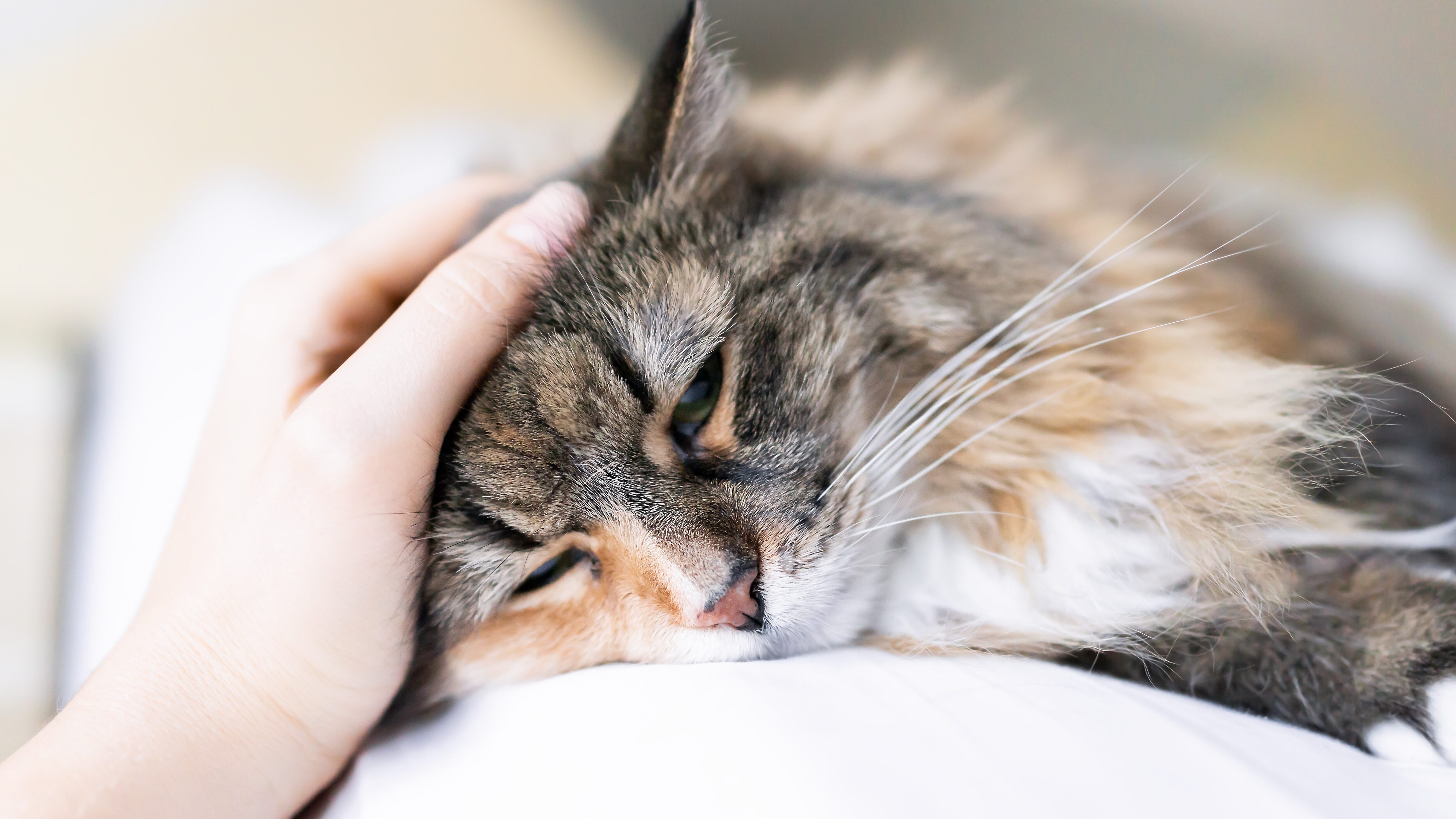 pancreatite gatto