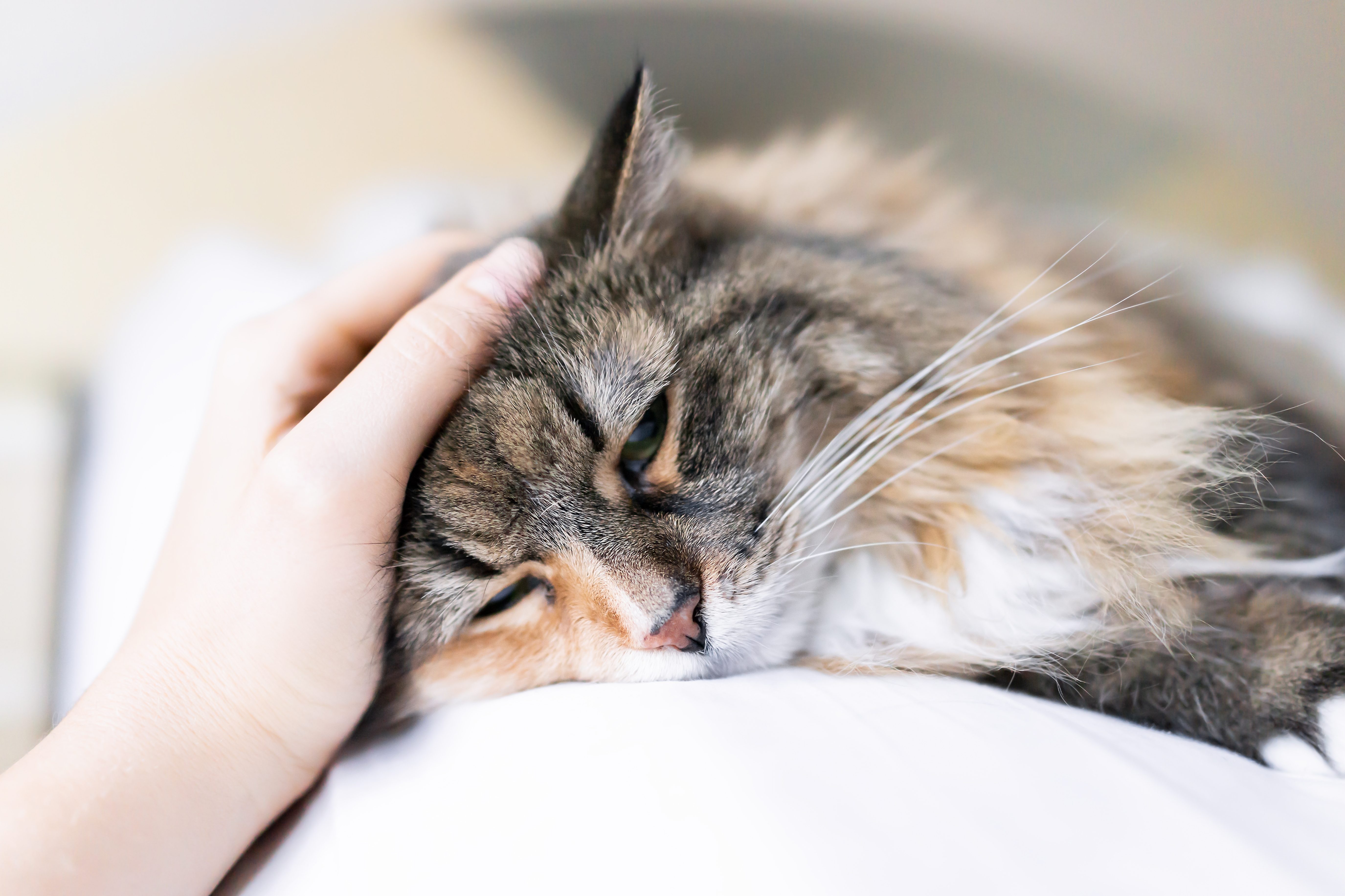 pancreatite gatto