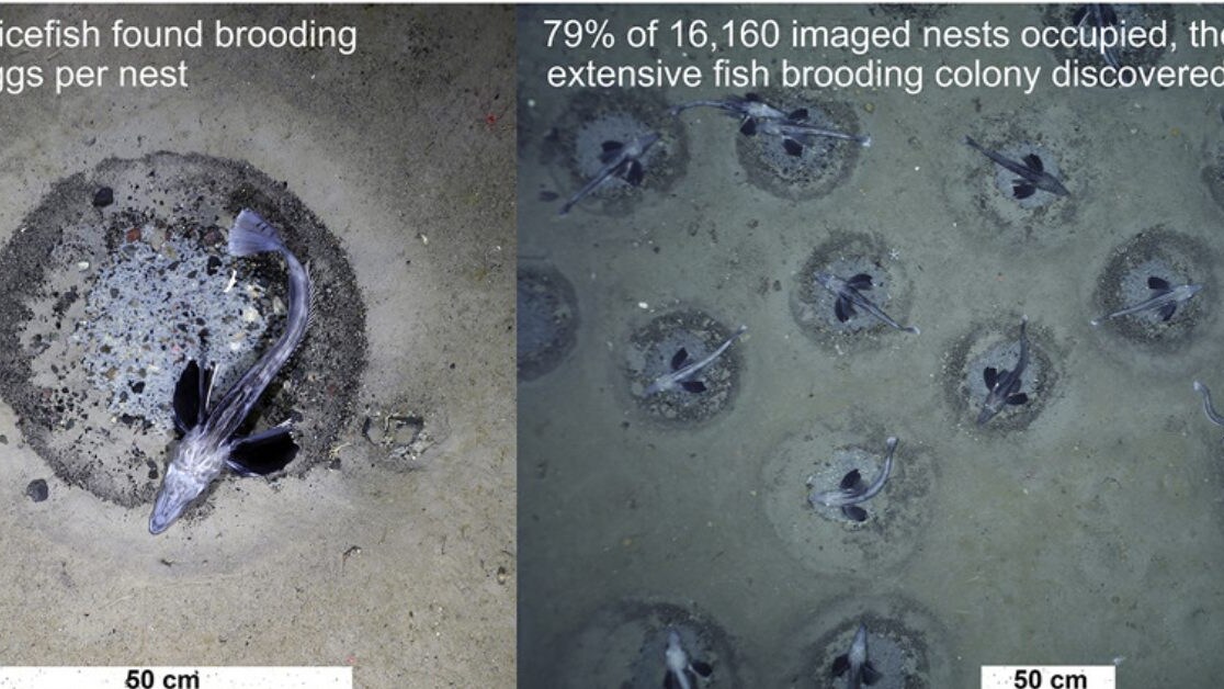 Colonia pesci ghiaccio Antartide