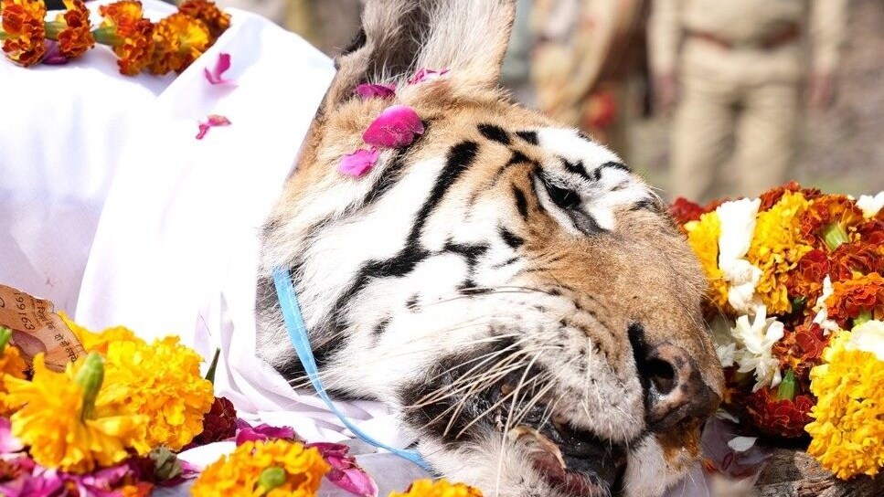 Tigre Supermamma India