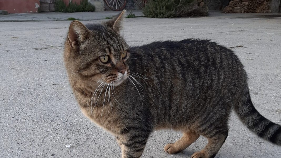 tata gatta abbandonata