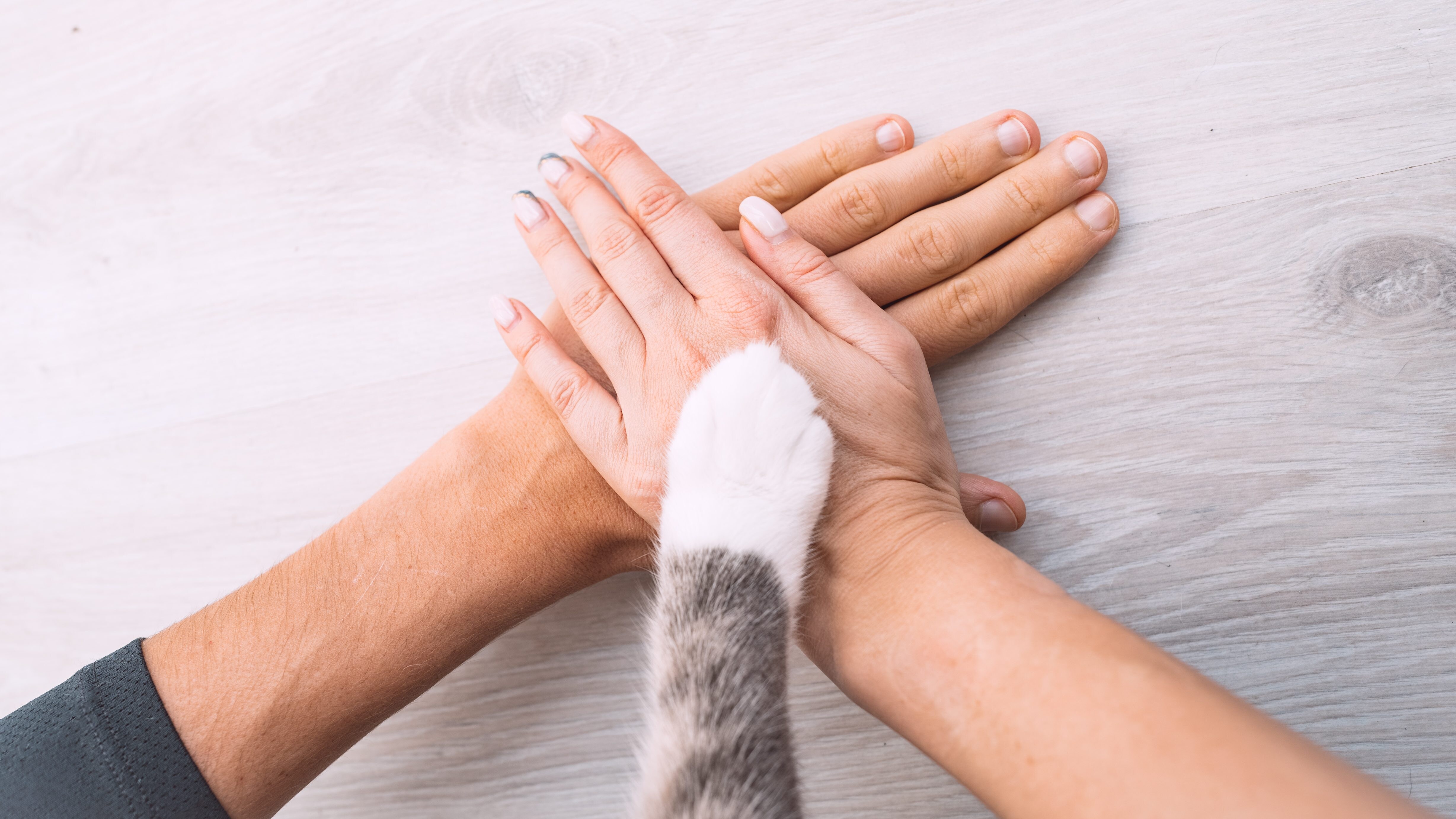 Animali costituzione