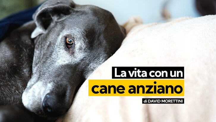 cane anziano