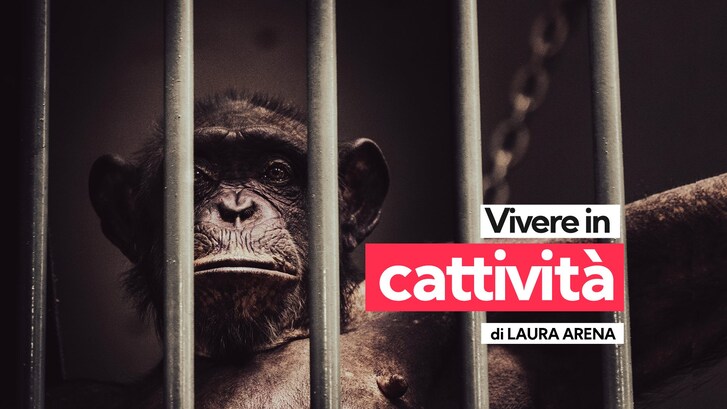 vivere in cattività
