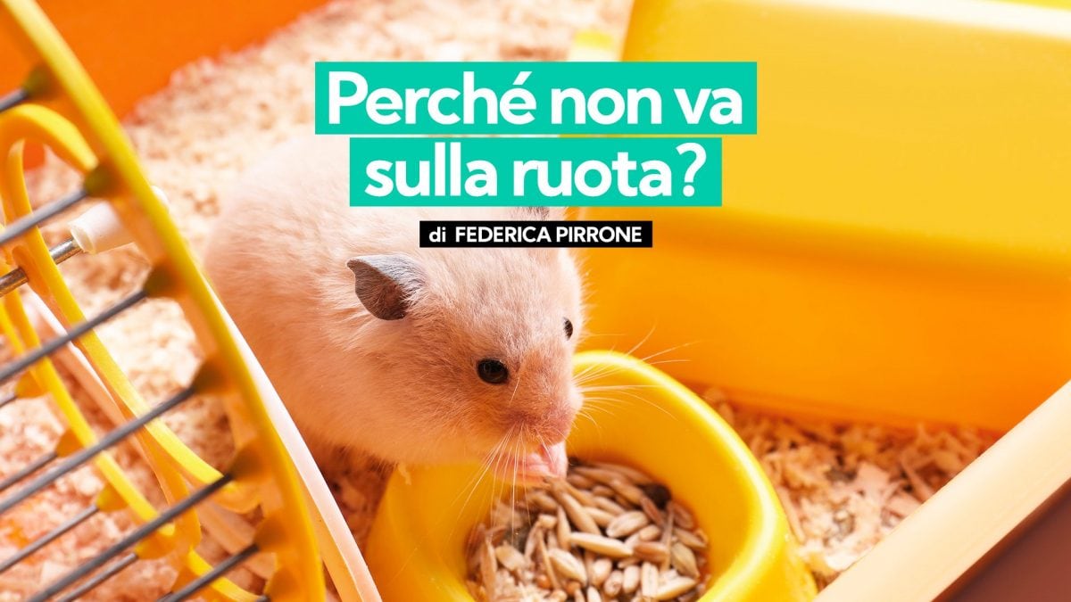 perché il criceto non va sulla ruota