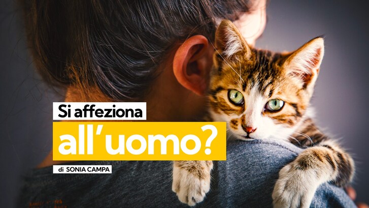 KODAMI-GATTO-AFFEZIONA-ART