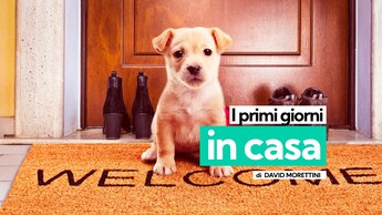 primi giorni cane adottato