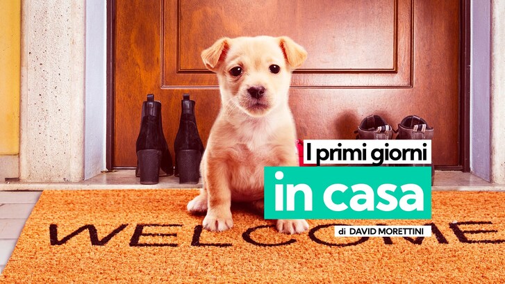 primi giorni cane adottato