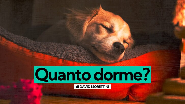 quante ore dormono i cani?