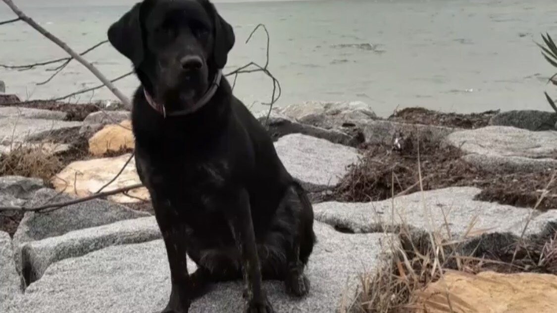 polly labrador
