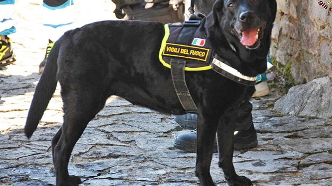 Sasha Vigili del fuoco