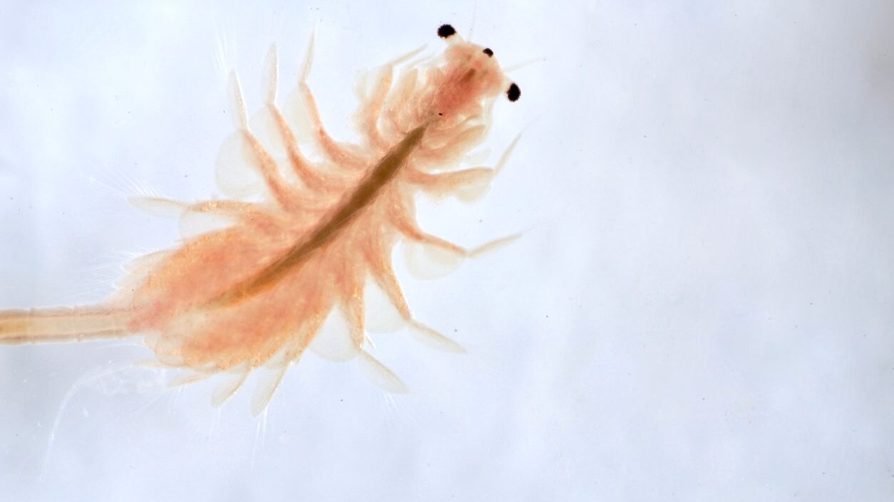 Artemia salina