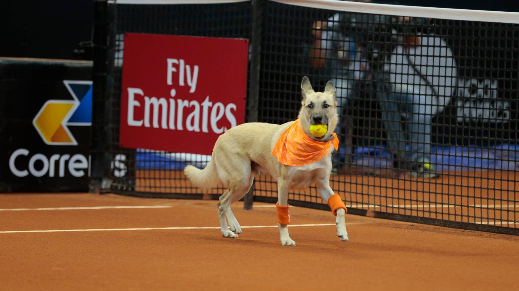 brasil open cane