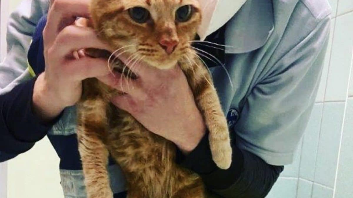 bugo gatto cavalcavia