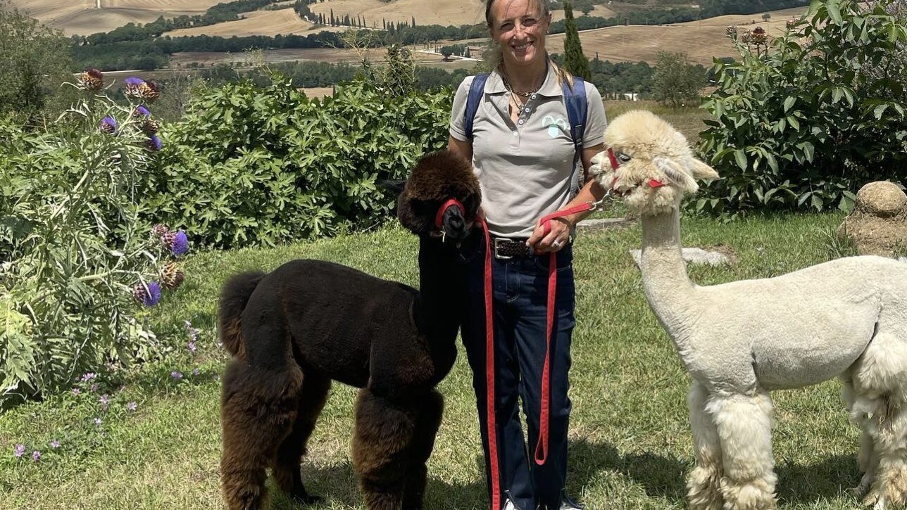pet therapy alpaca