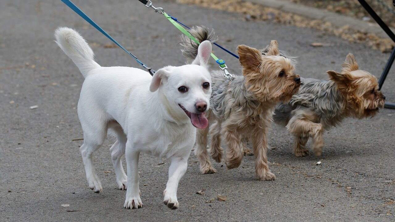 dog sitter