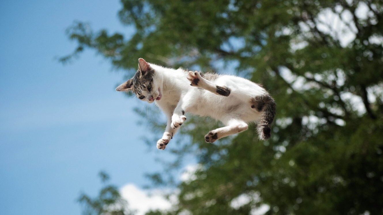 Gatto che cade