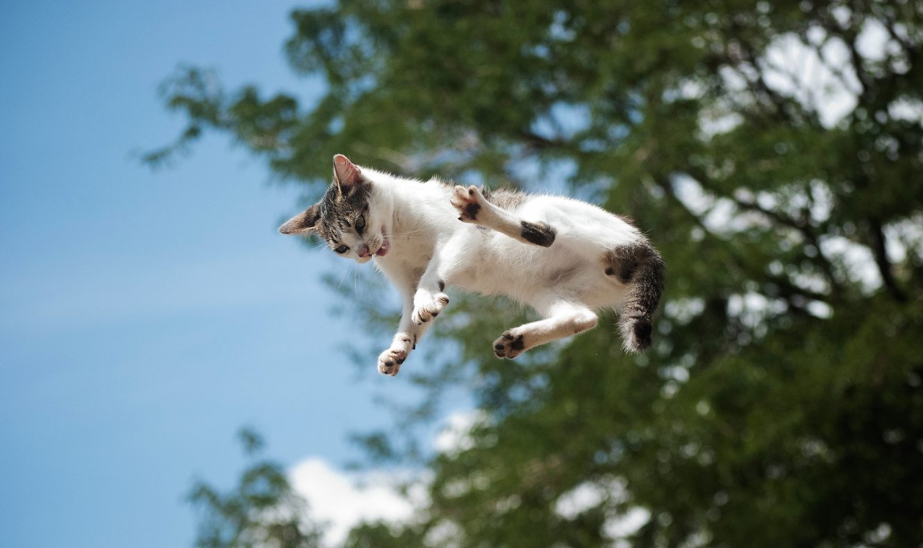 Gatto che cade