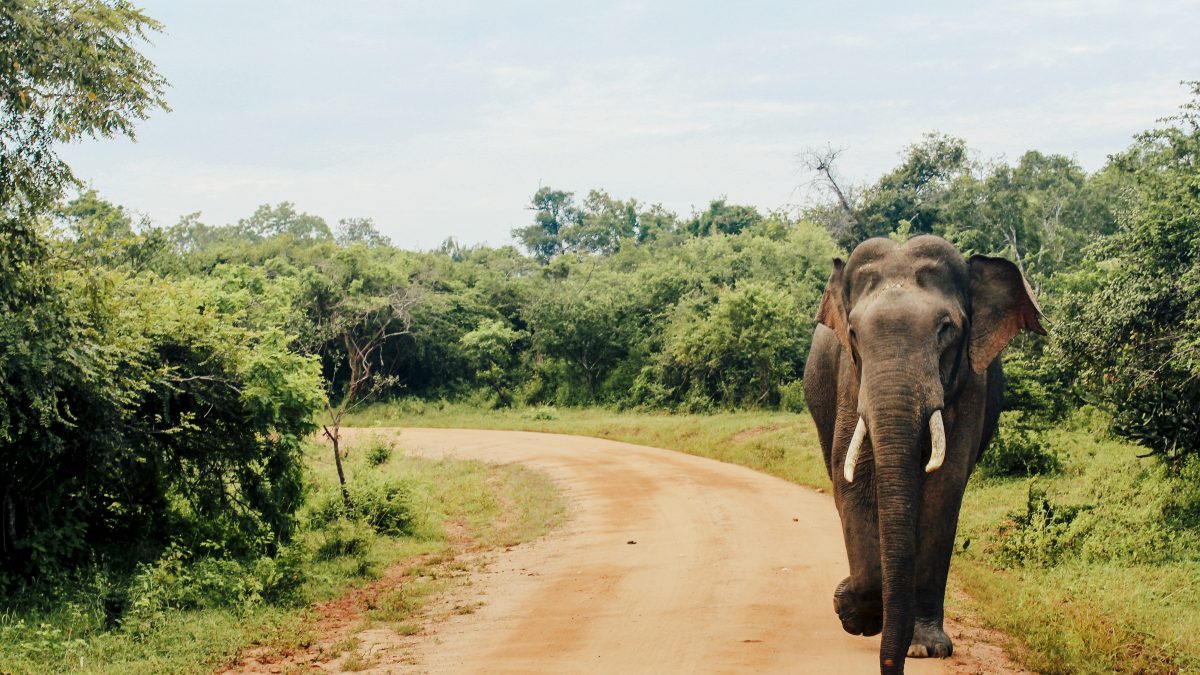 video elefante sri lanka