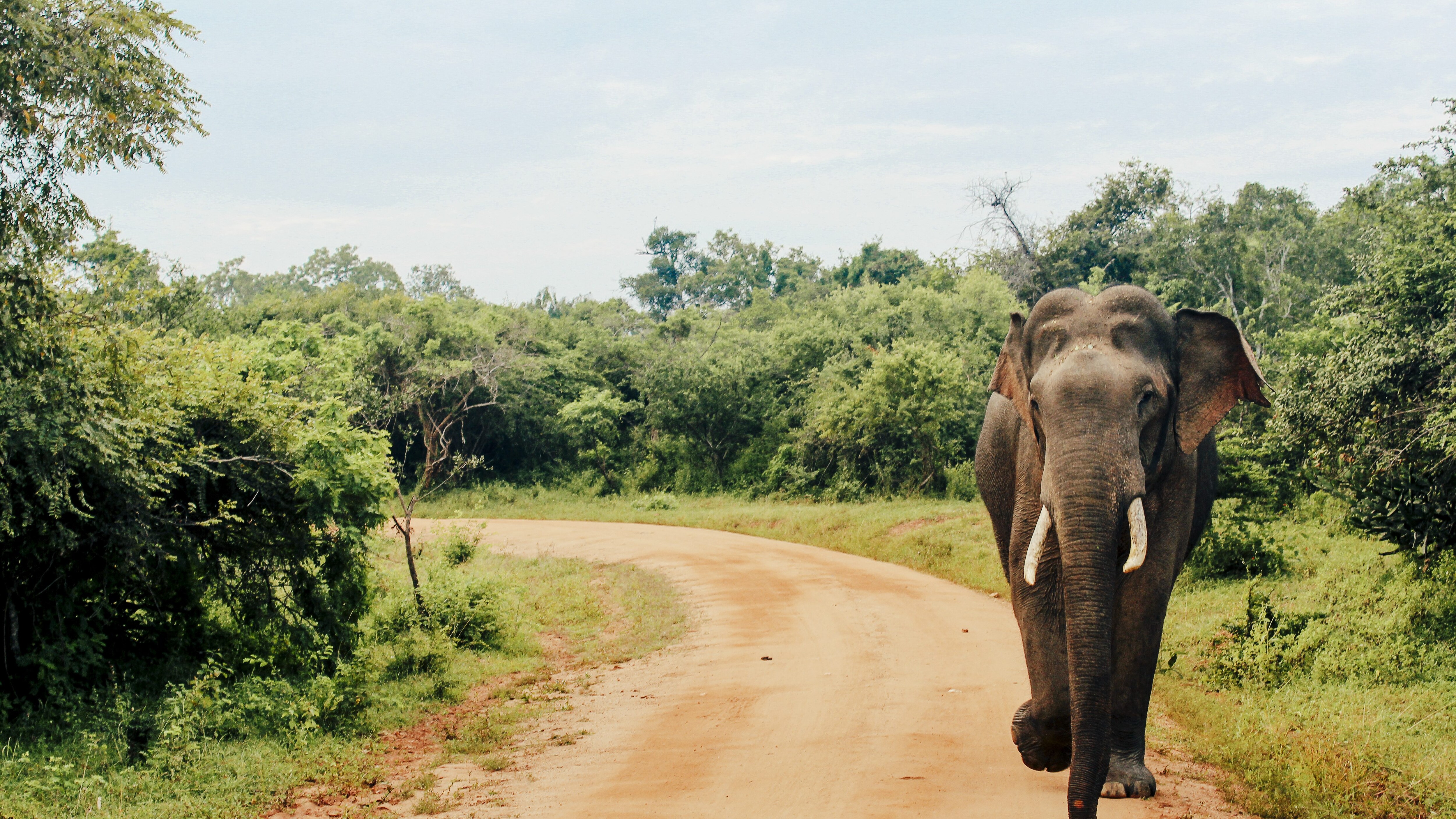 video elefante sri lanka