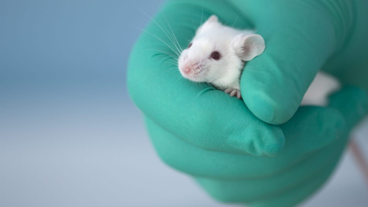 sperimentazione animale milleproroghe