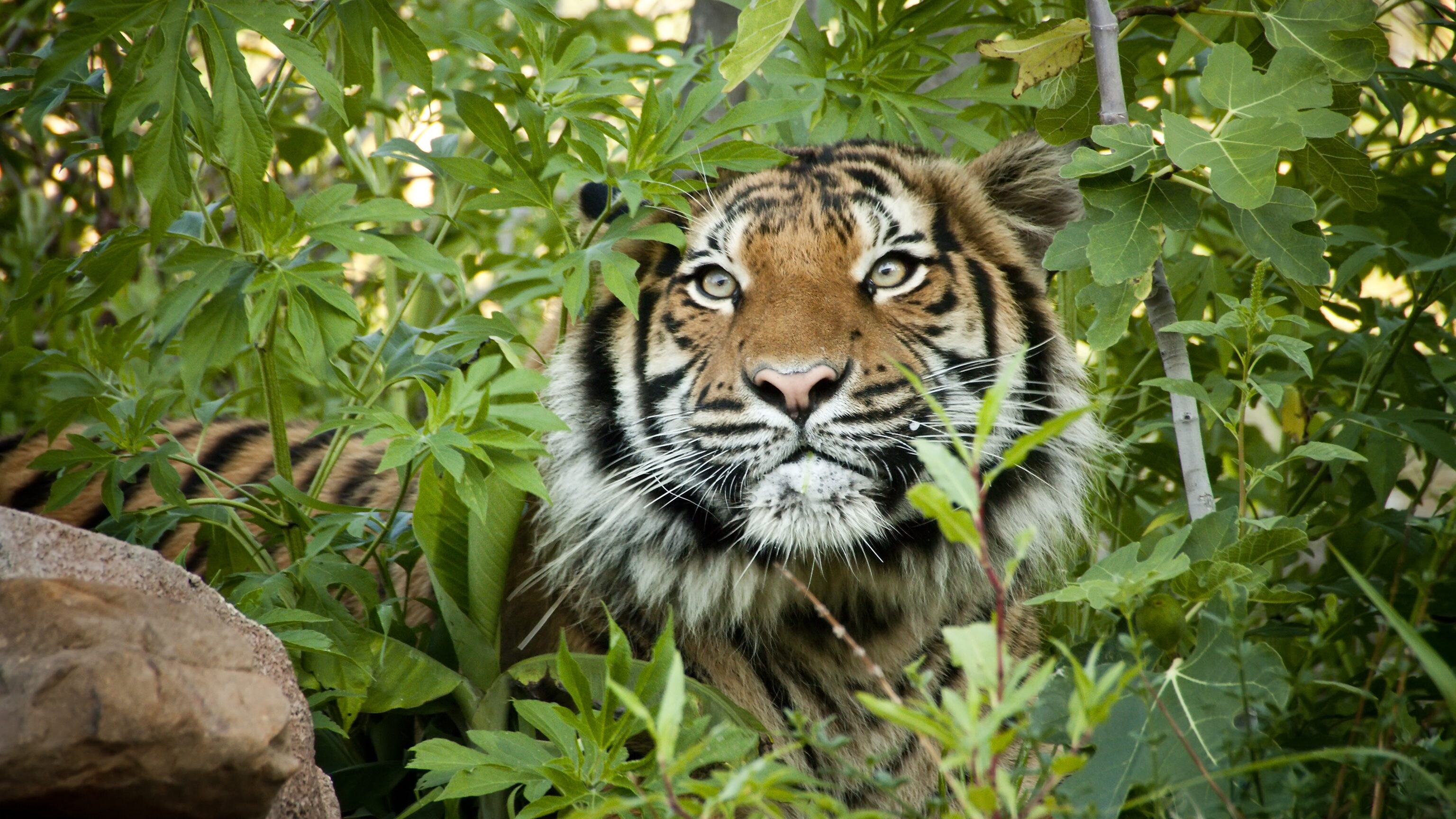 tigre indocinese