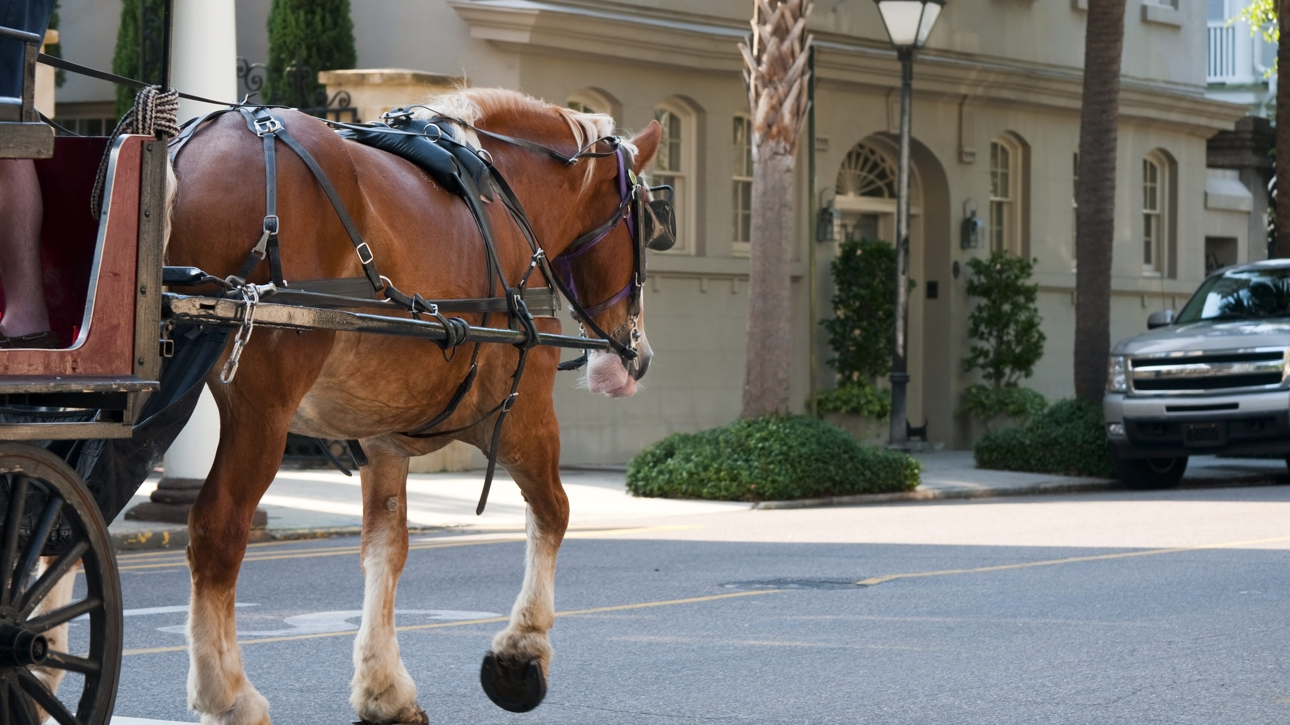 cavallo Lav carrozza