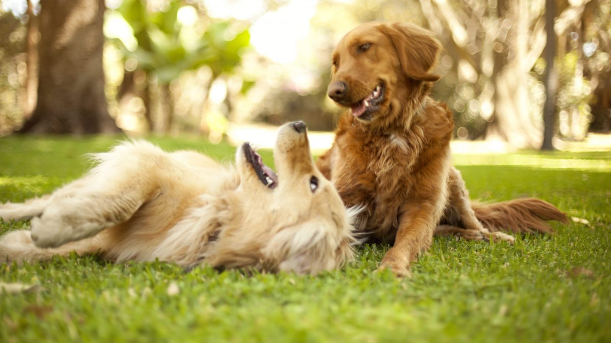Valentina Corneli Animali costituzione cani