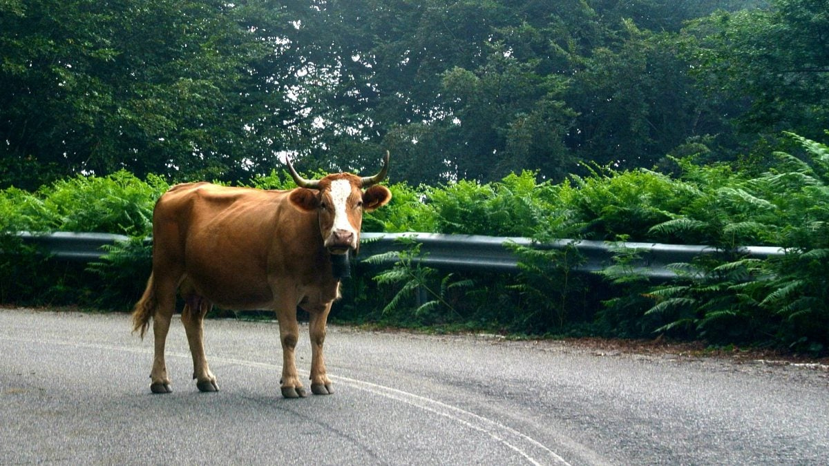 mucca strada