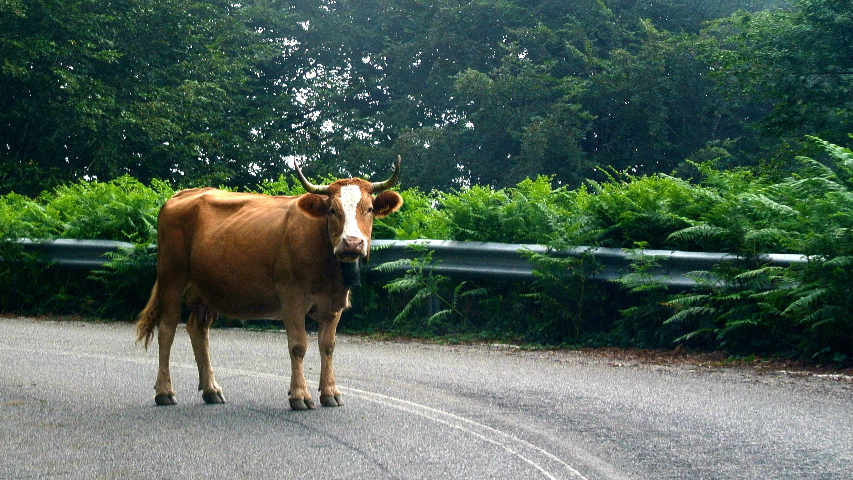 mucca strada