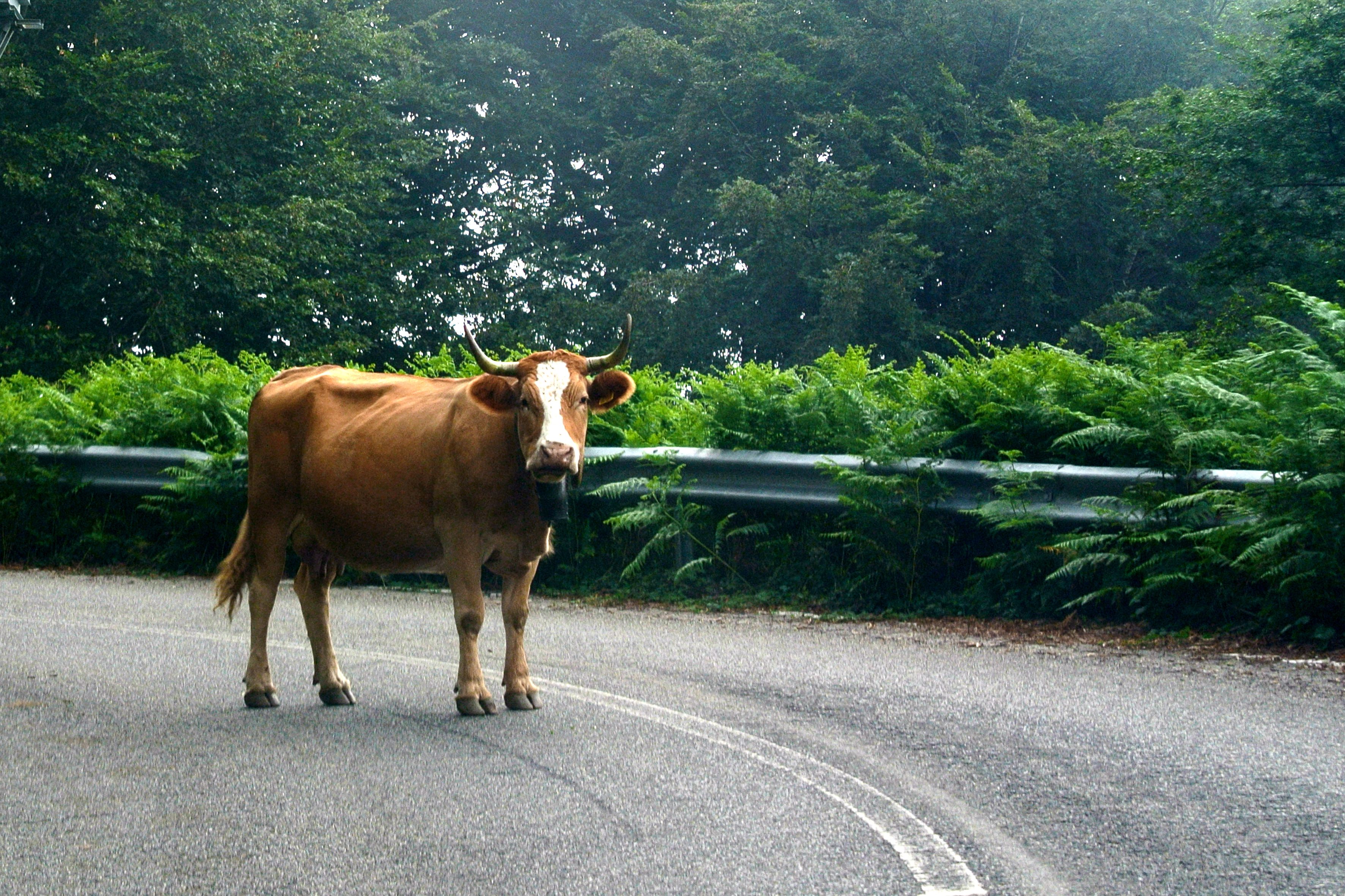 mucca strada