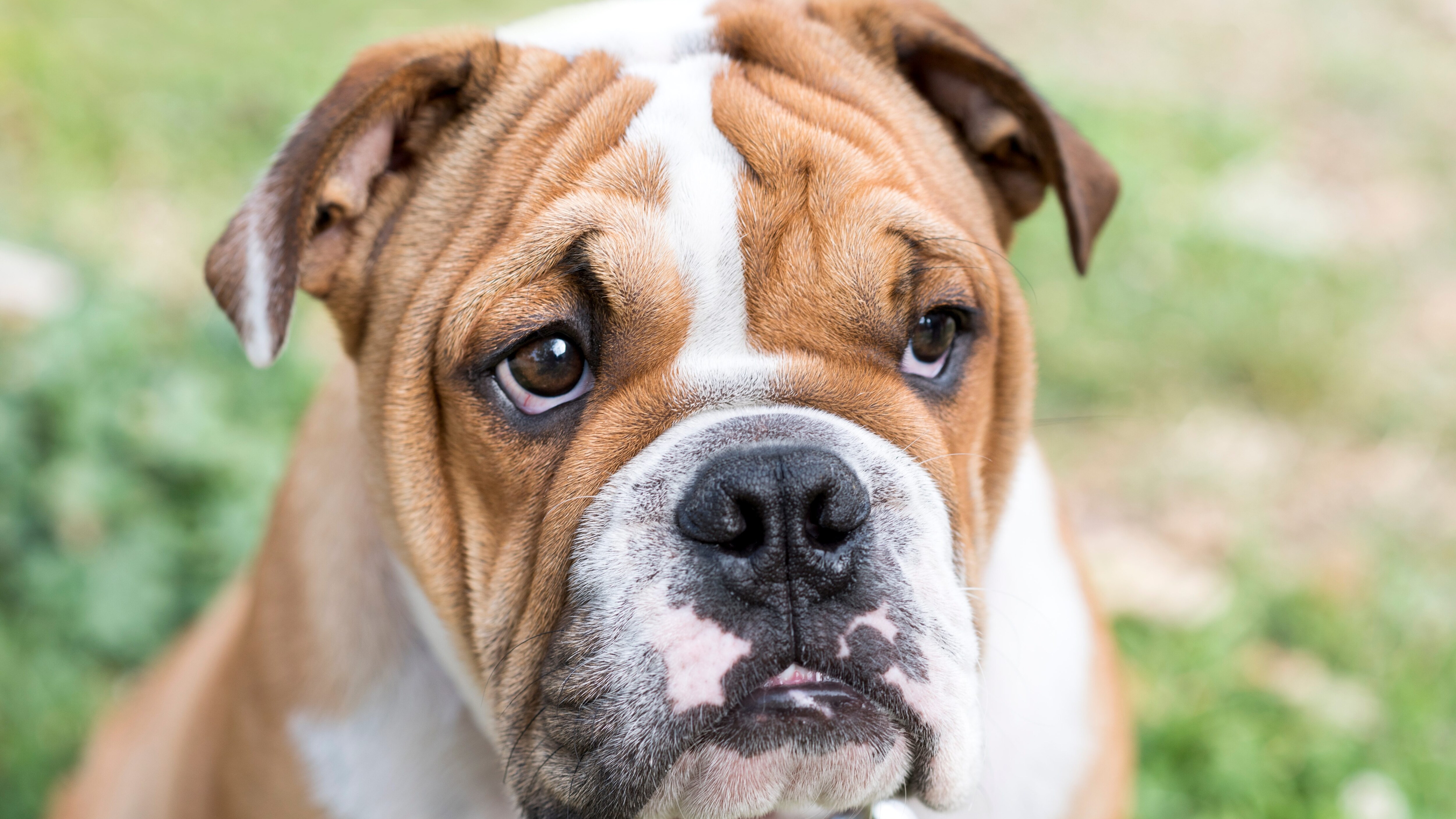 allevamento vietato in norvegia cane