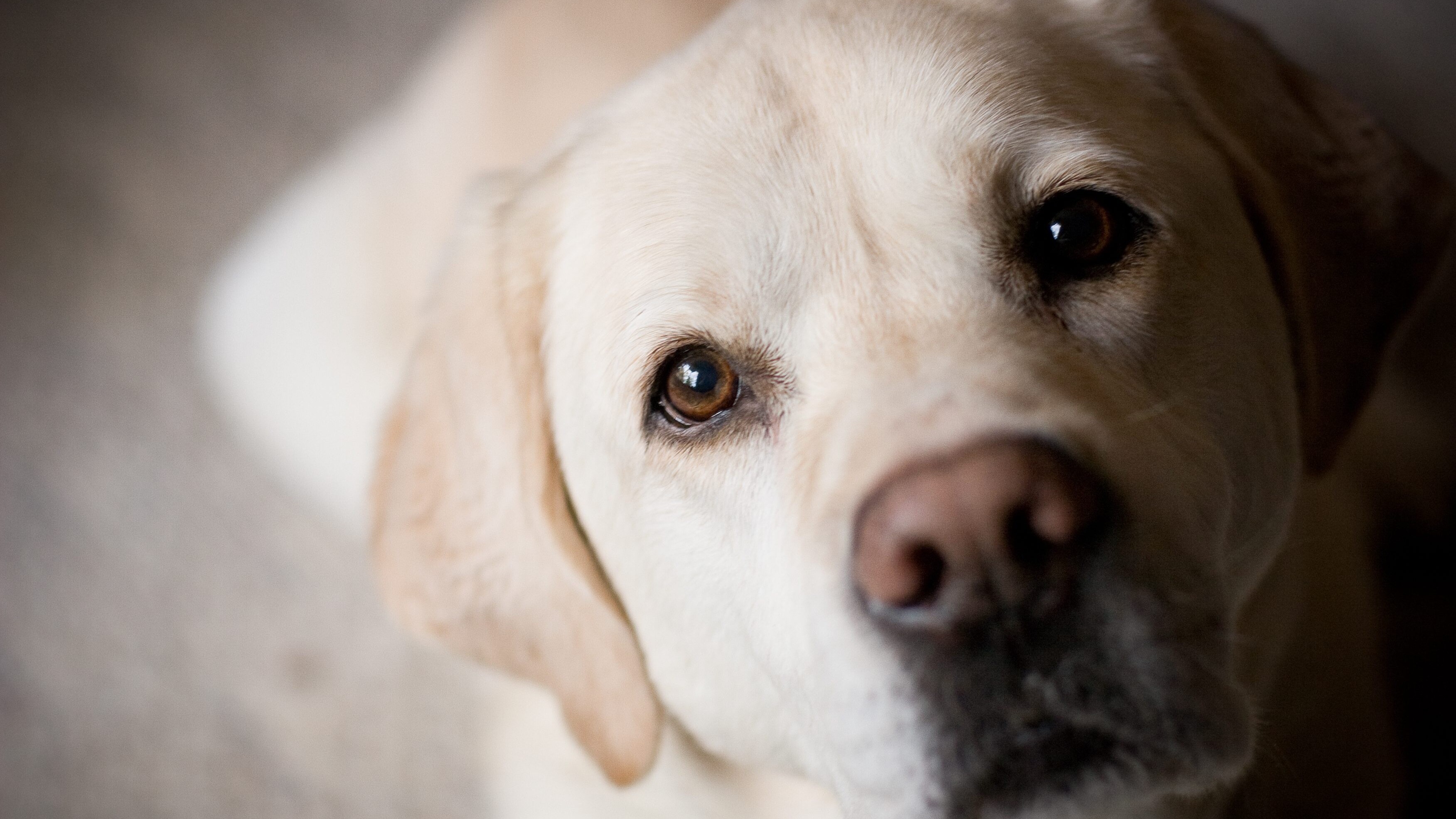 Labrador sequestrati Grosseto