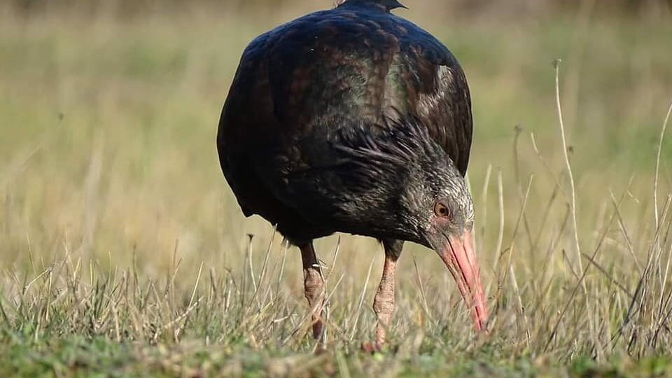 ibis eremita