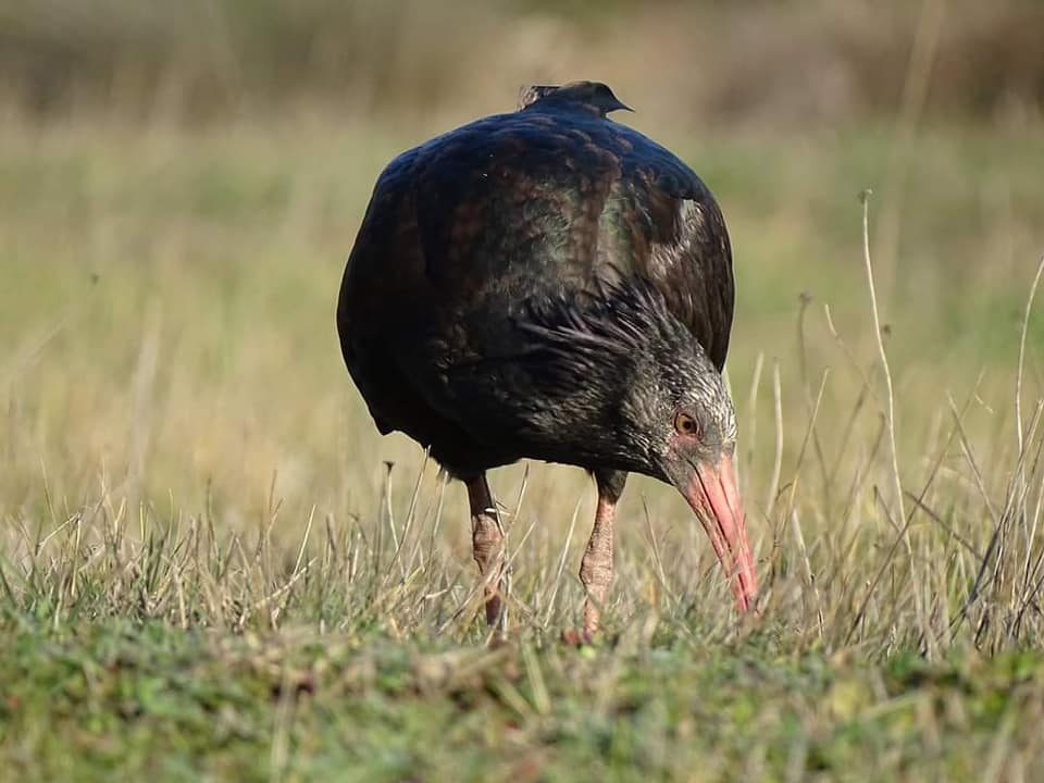 ibis eremita