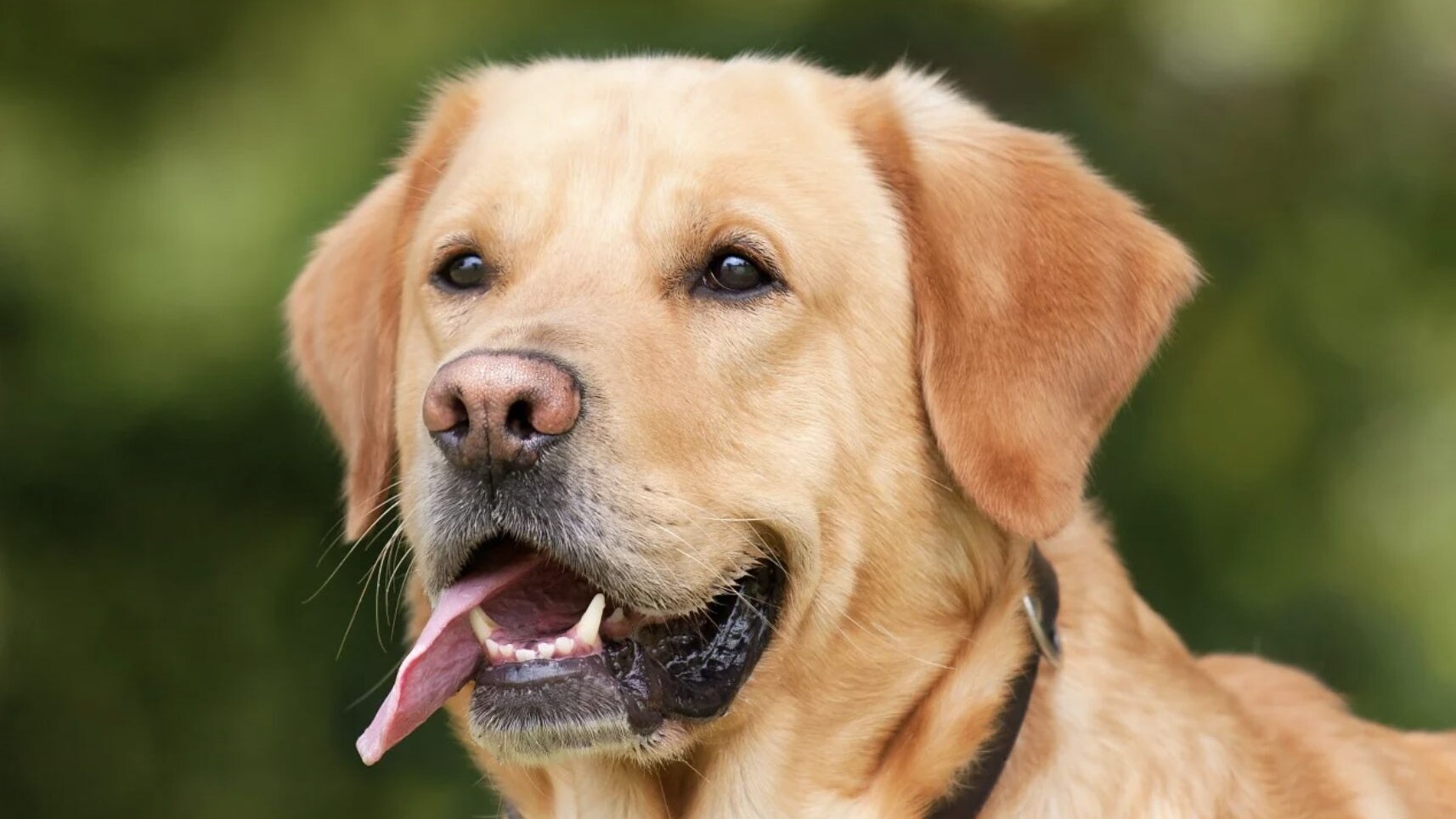 labrador