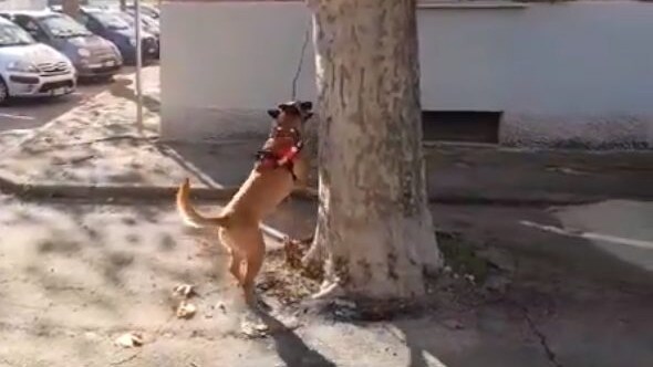 sniffer dog