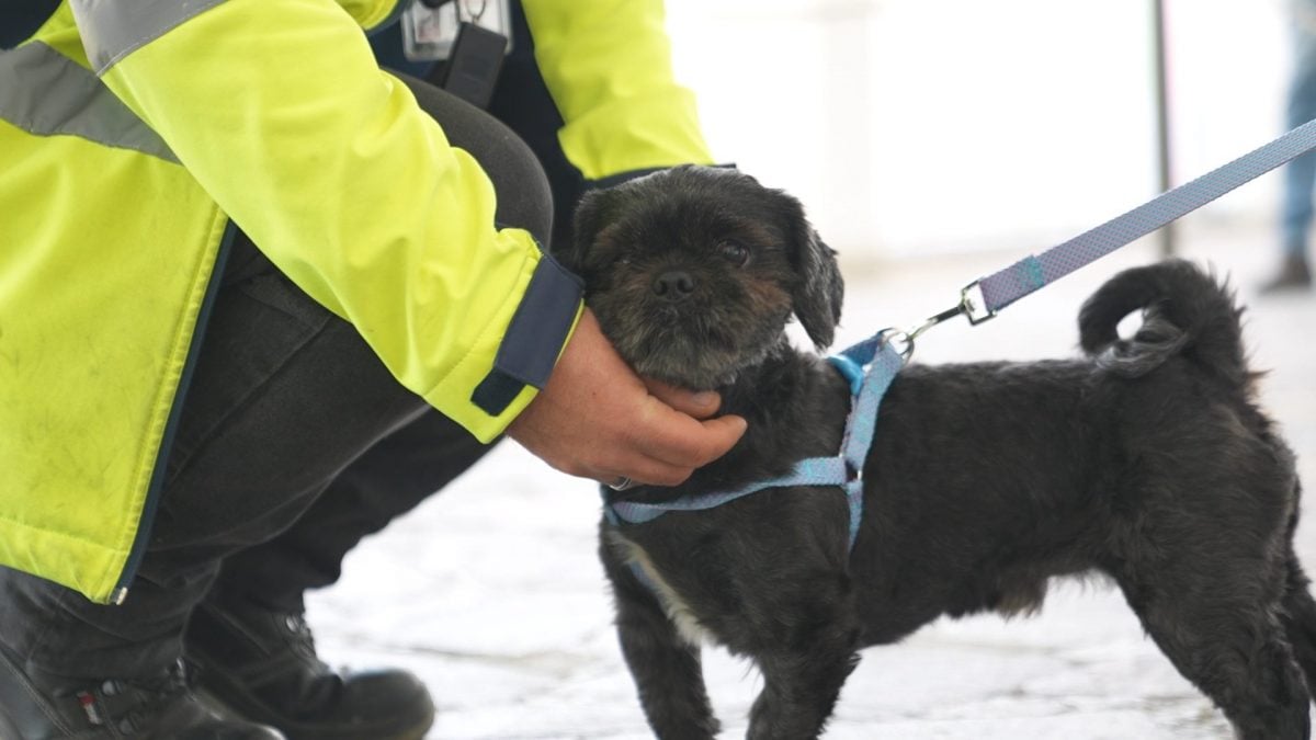 ucraina hub veterinario Mostra d'Oltremare