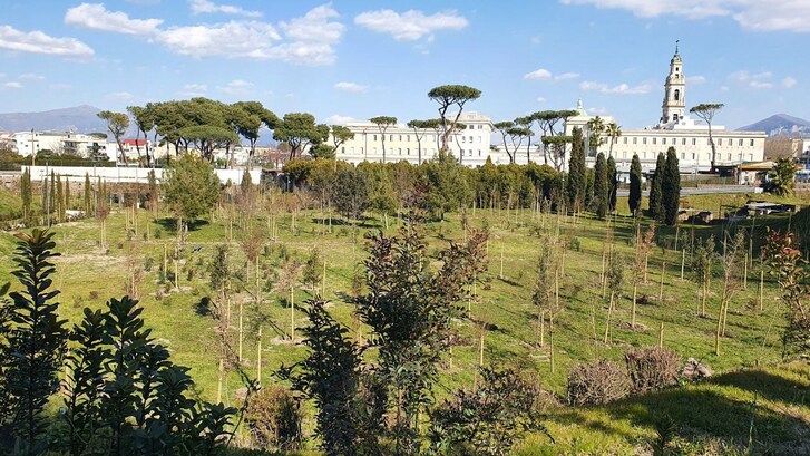 Bosco Piazza Anfiteatro