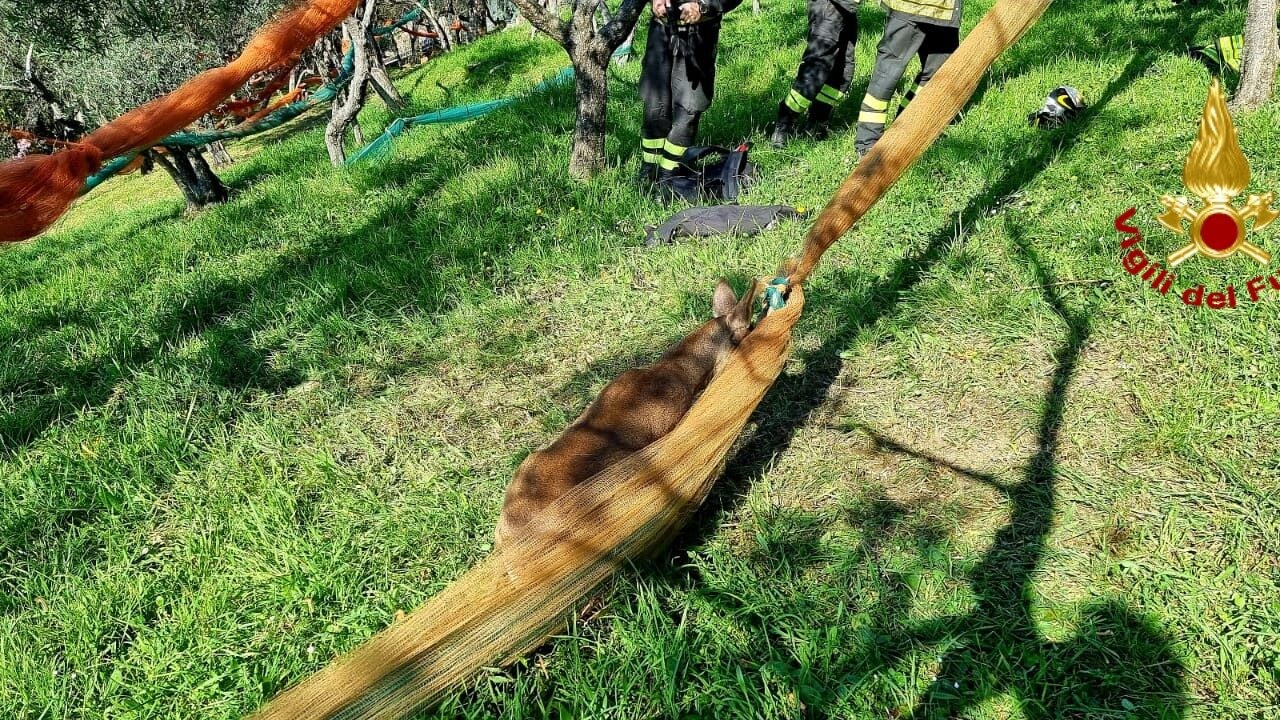 capriolo