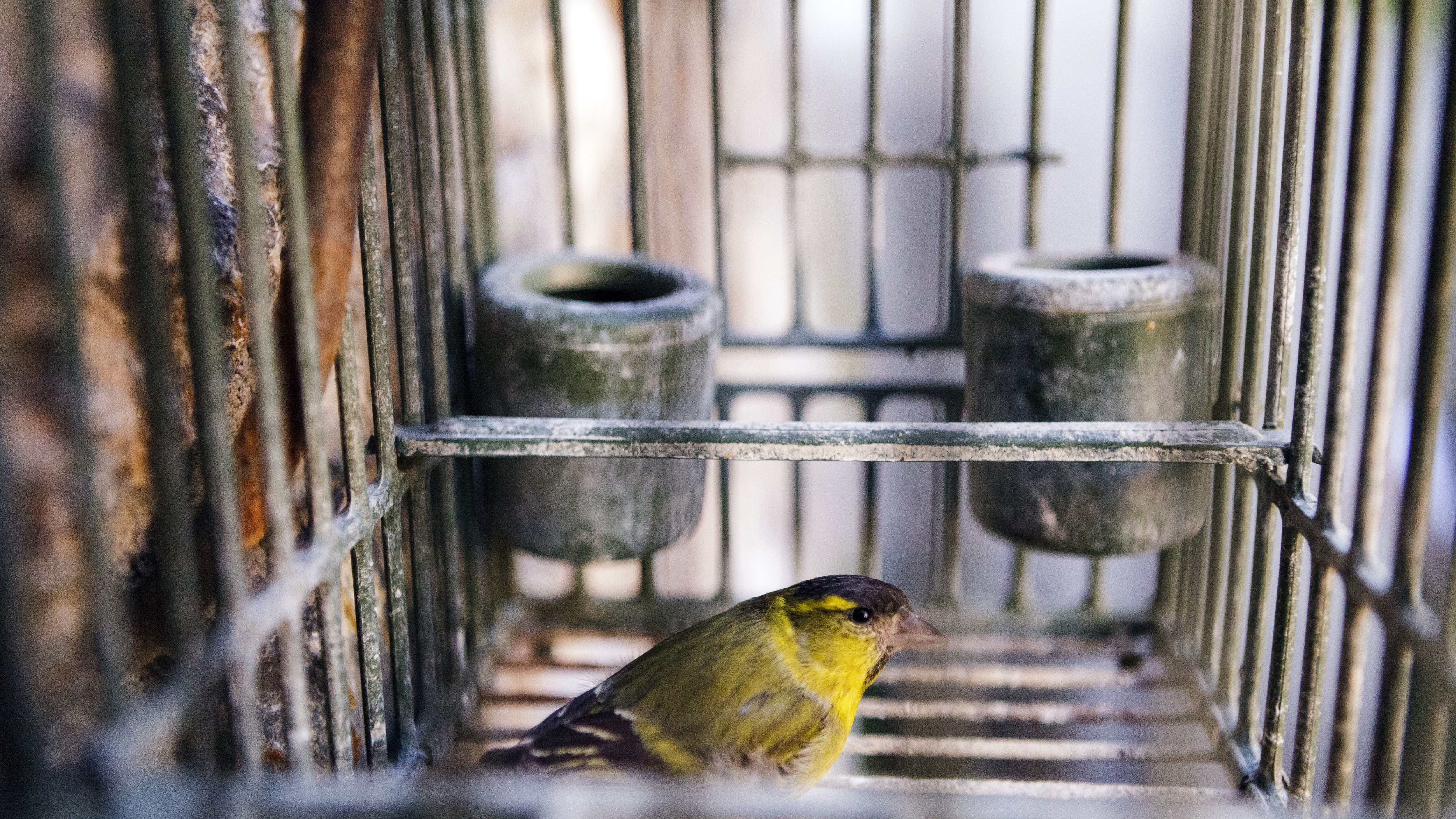 Bracconaggio fauna selvatica