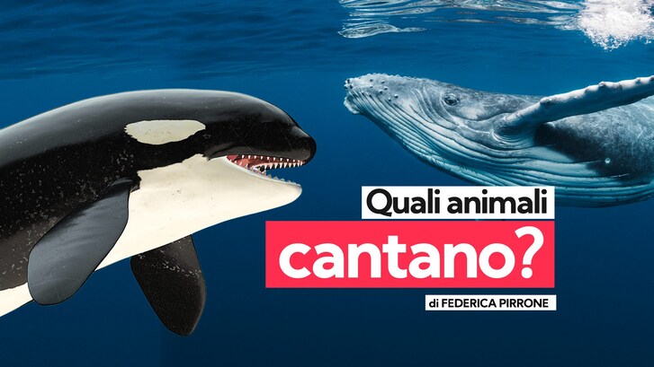 quali animali cantano
