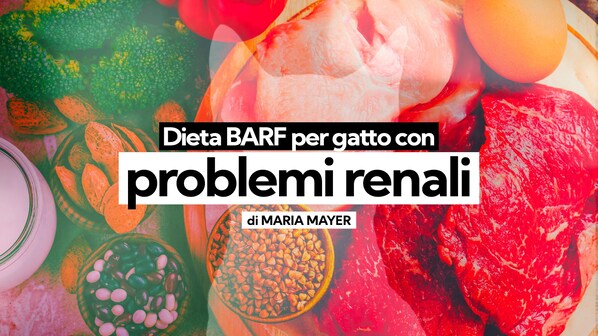 barf gatto problemi renali